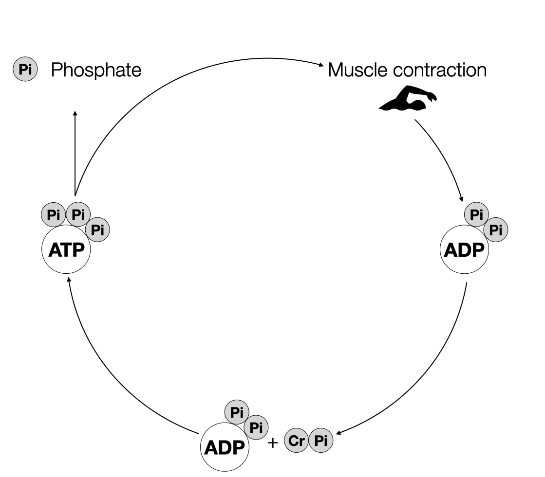 The Primary Function of Creatine Supplementation